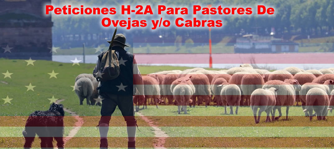 Peticiones H-2A Para Pastores De Ovejas
